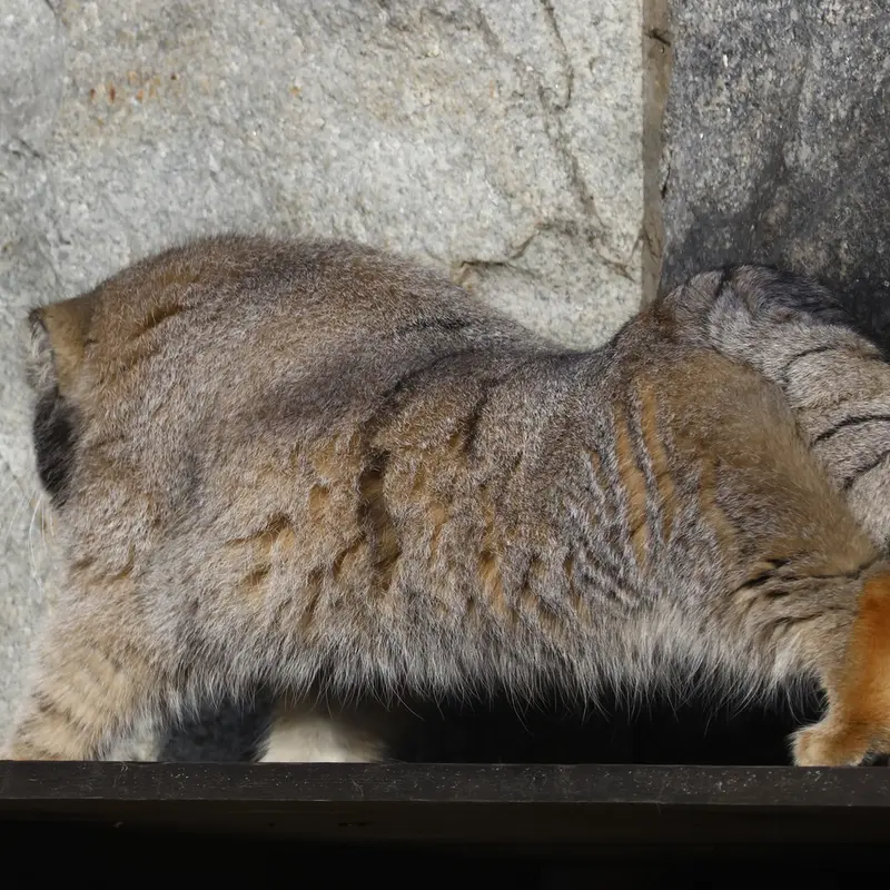 モスクワ動物園のティモフェイの写真