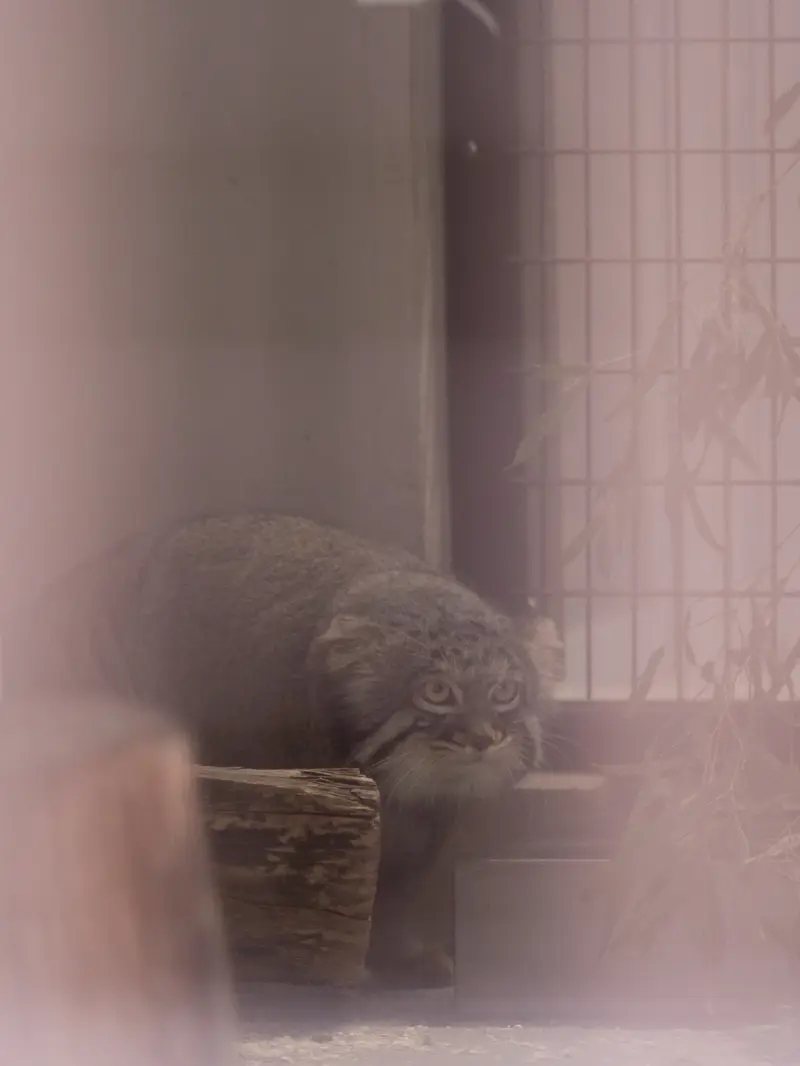 野毛山動物園のフィーガの写真