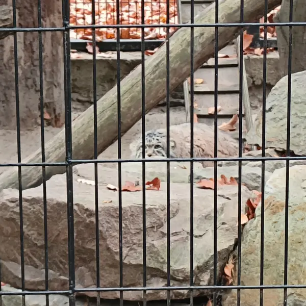 クラクフ動物園のジンギスの写真