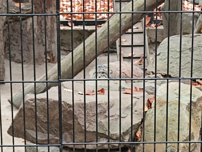 クラクフ動物園のジンギスの写真