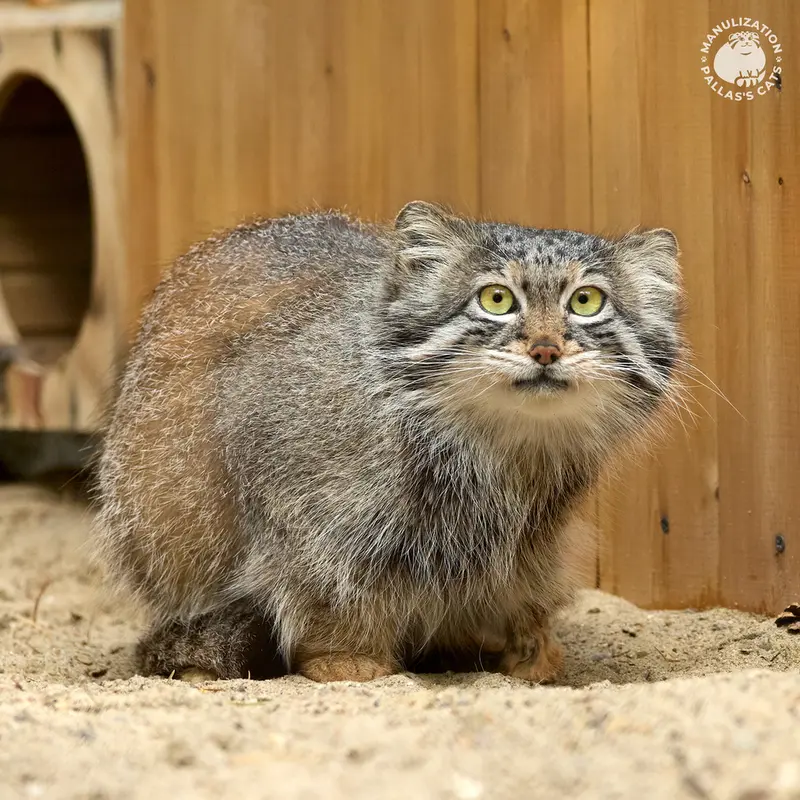 ノヴォシビルスク動物園のスネジャナの写真