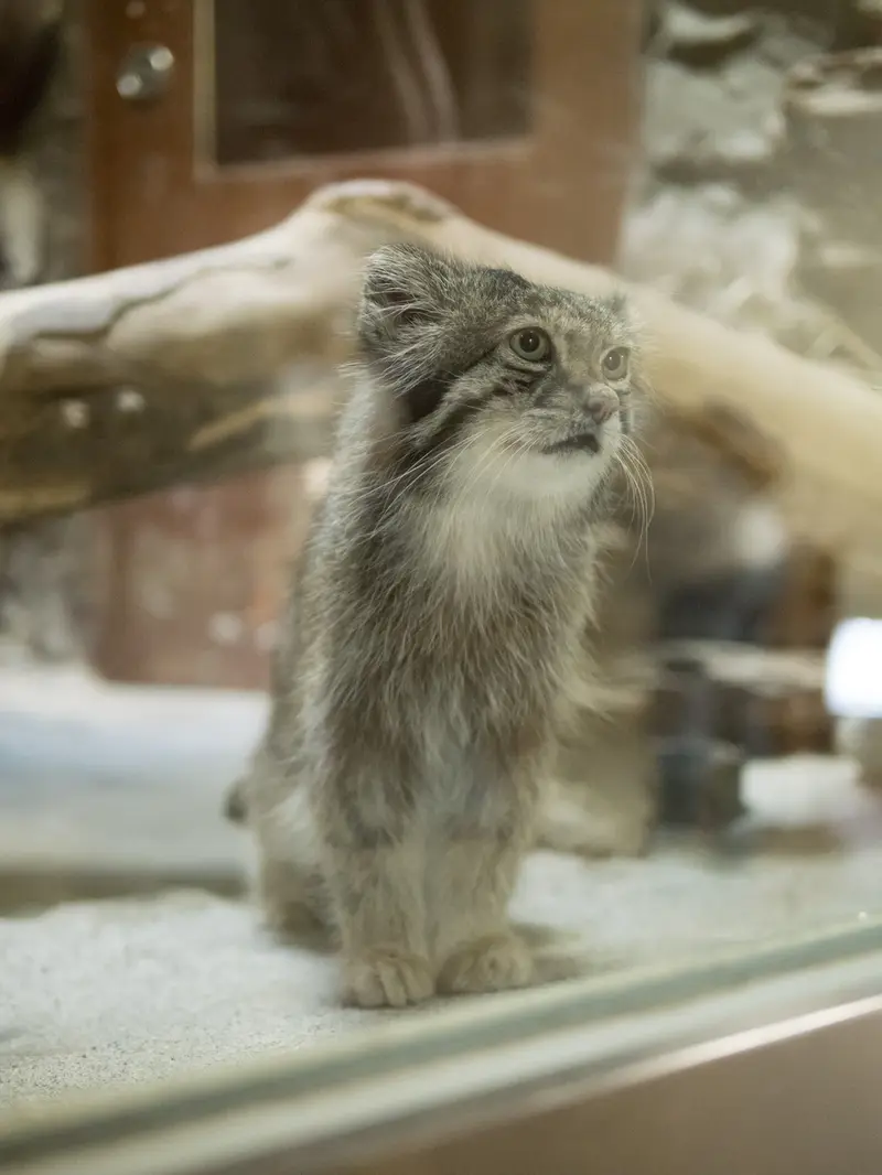 恩賜上野動物園のクリョンの写真