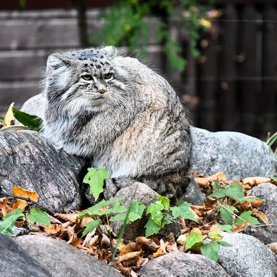ポズナン新動物園のマニアの写真