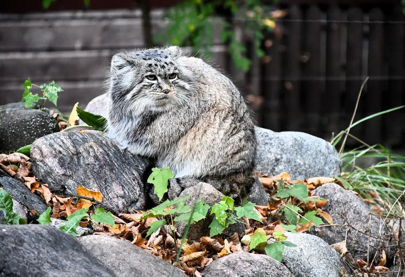 ポズナン新動物園のマニアの写真