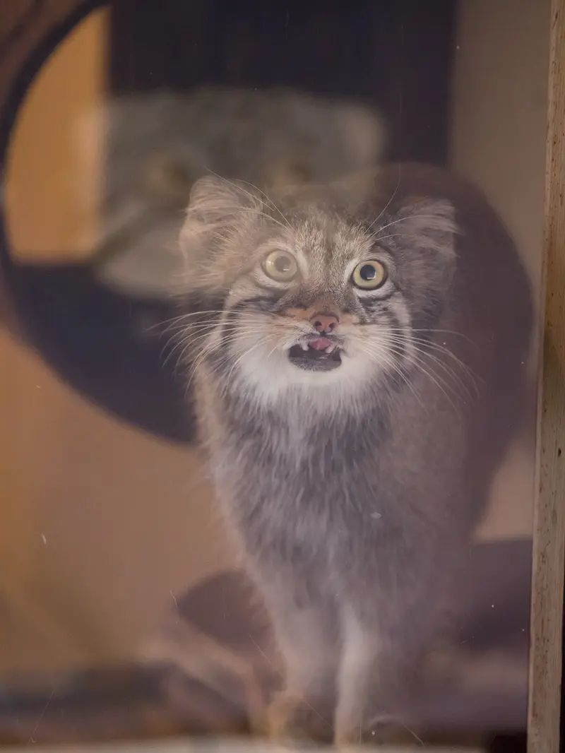 埼玉県こども動物自然公園のオトの写真