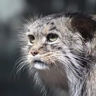 ブダペスト動物園＆植物園のボルシカの写真