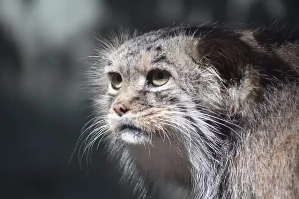 ブダペスト動物園＆植物園のボルシカの写真