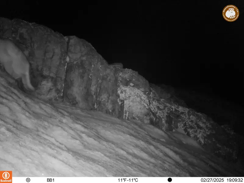 アクタス＝クンコラ［新］カメラトラップで撮影したOtocolobus manul manulの写真