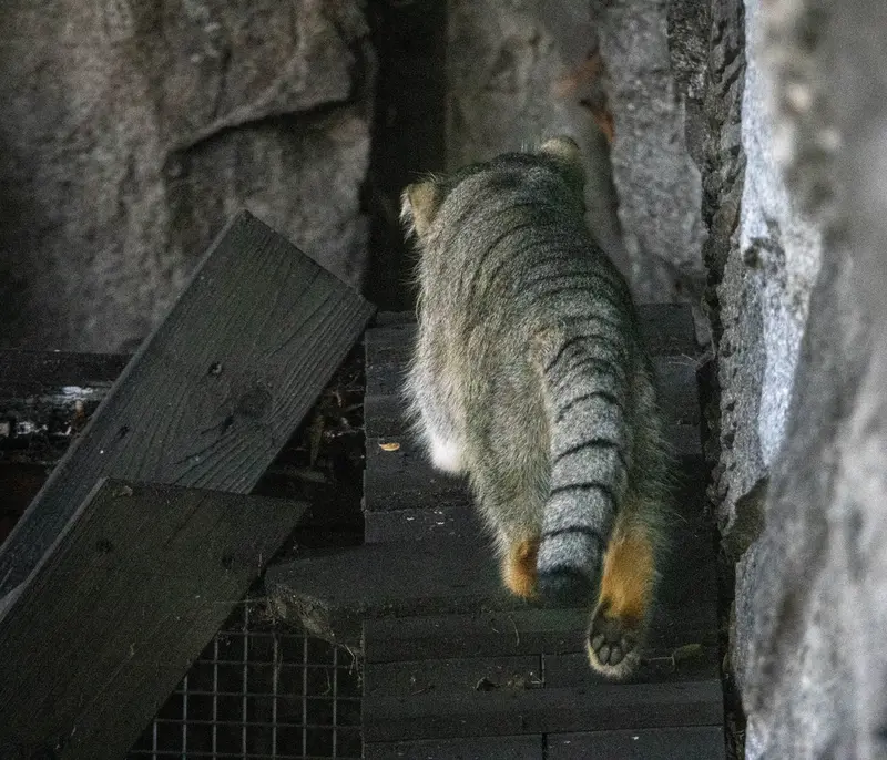 モスクワ動物園のティモフェイの写真