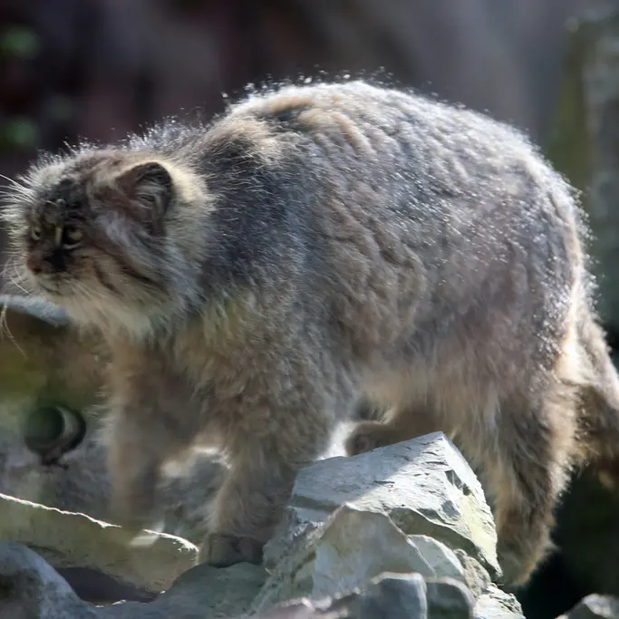 ウッチ動物園のパッツォの写真