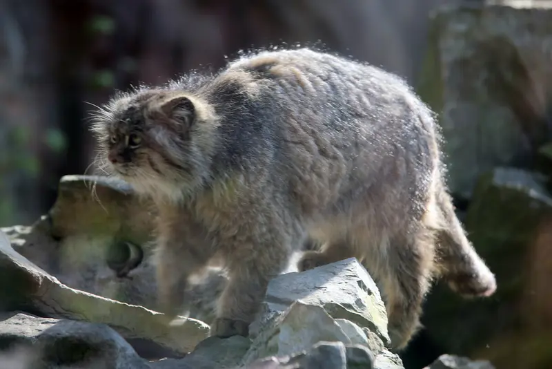 ウッチ動物園のパッツォの写真