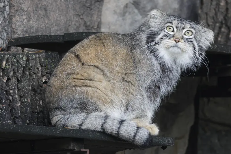 モスクワ動物園のティモフェイの写真