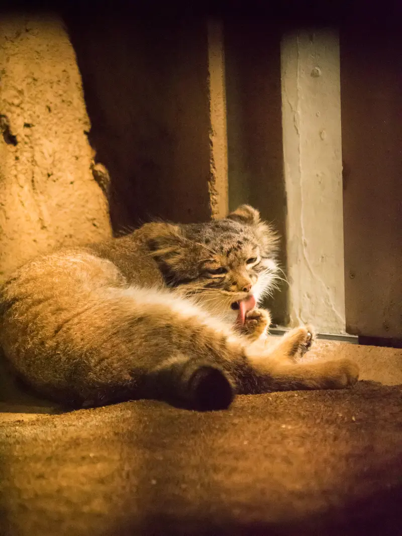 野毛山動物園のフィーガの写真