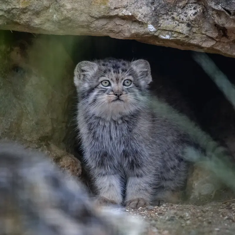 ポート・リムプネ・ワイルド・アニマル・パークのナムーの子猫 b. 2026 Ⅲの写真