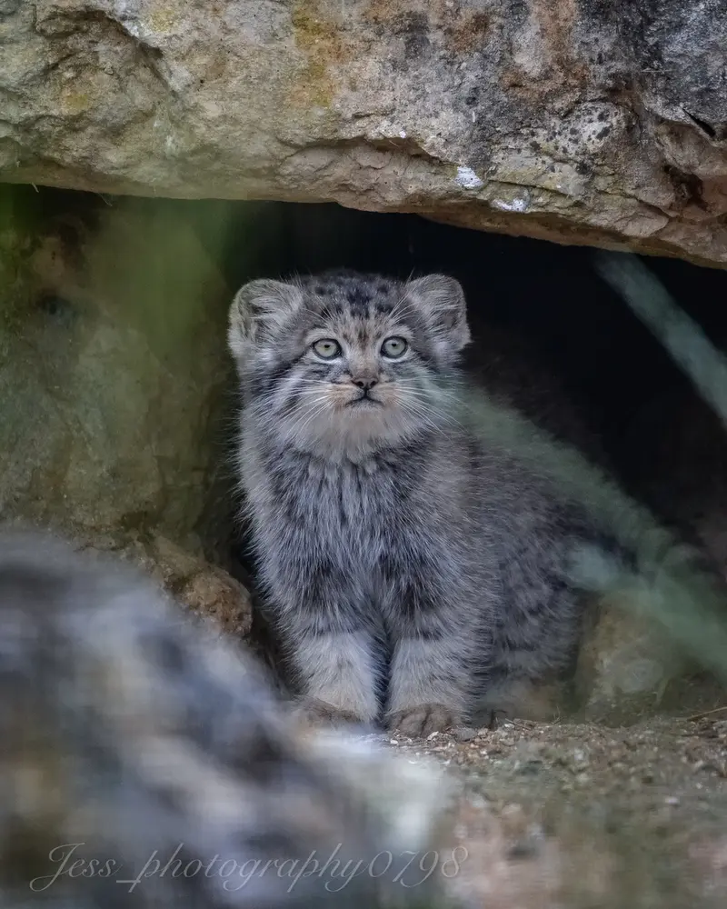 ポート・リムプネ・ワイルド・アニマル・パークのナムーの子猫 b. 2026 Ⅲの写真