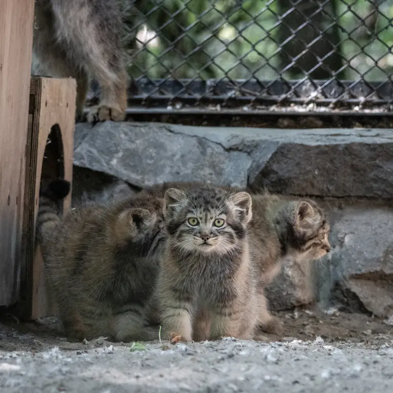ノヴォシビルスク動物園のマヌルネコの写真
