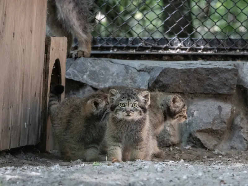 ノヴォシビルスク動物園のマヌルネコの写真