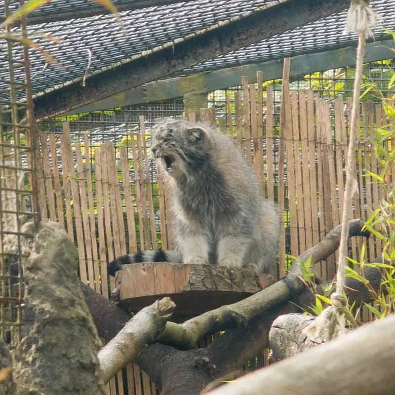 エディンバラ動物園のアキコの写真