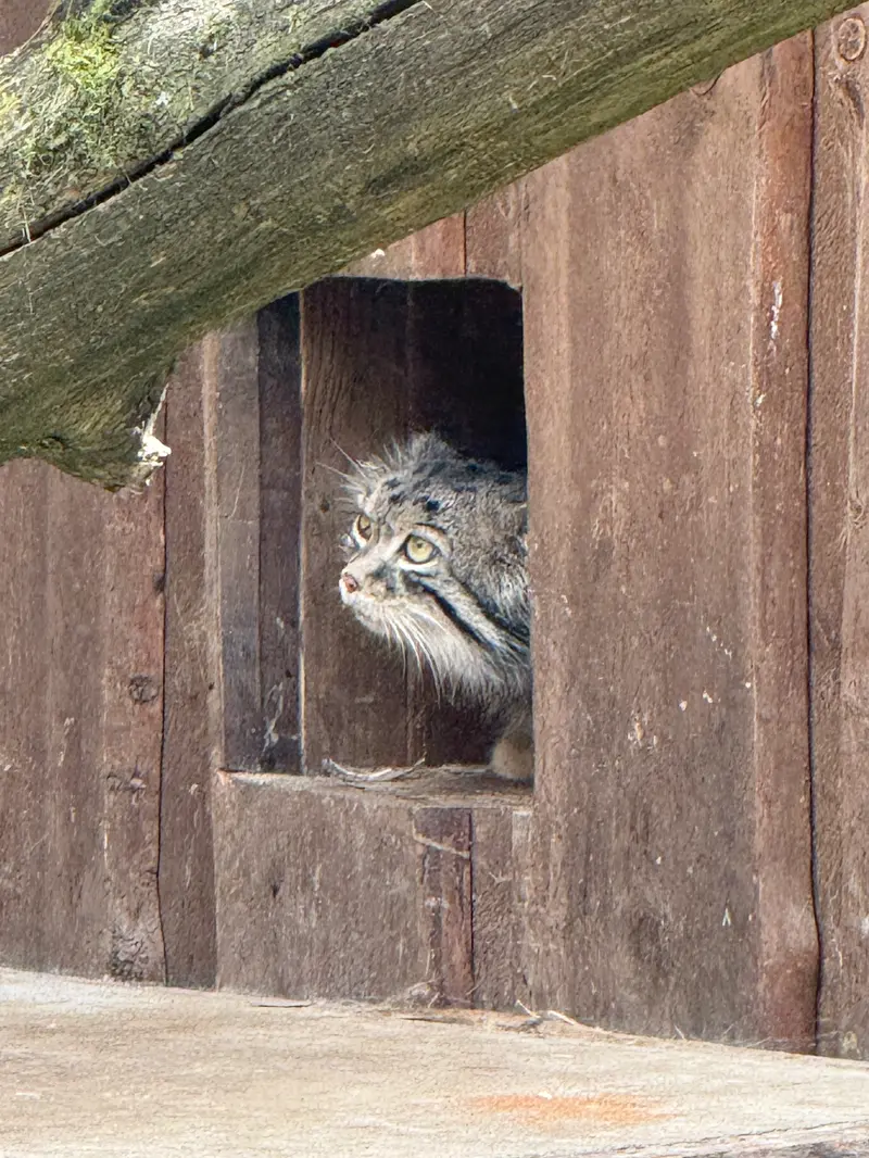 タリン動物園のマーズの写真