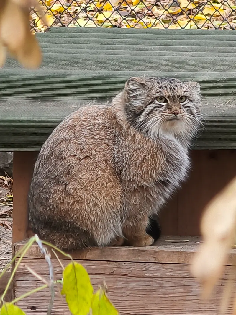 ノヴォシビルスク動物園のスネジャナの写真