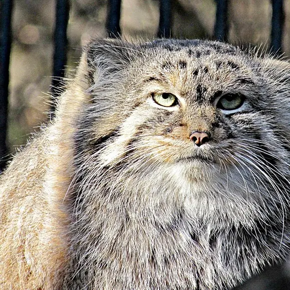 ノヴォシビルスク動物園のマヌルネコの写真