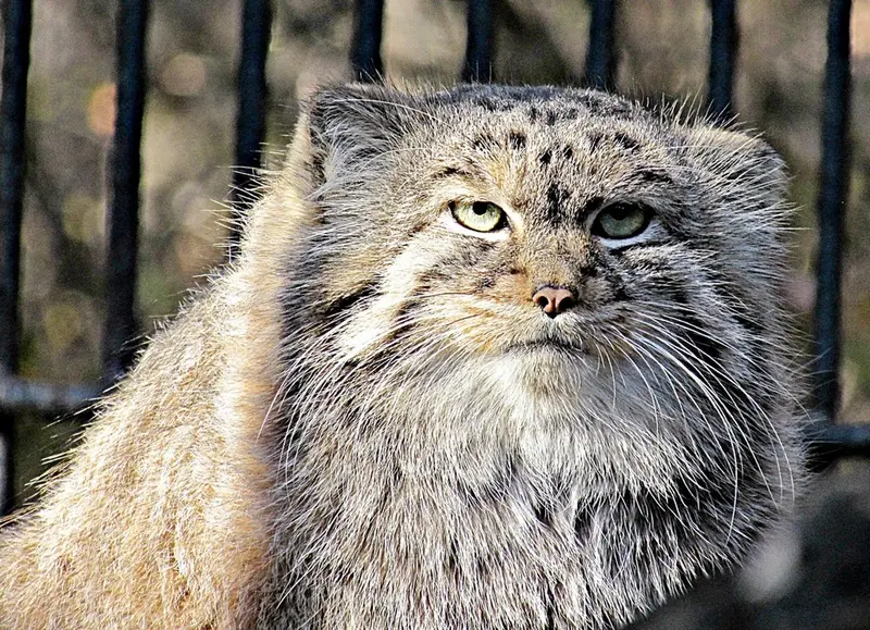 ノヴォシビルスク動物園のマヌルネコの写真