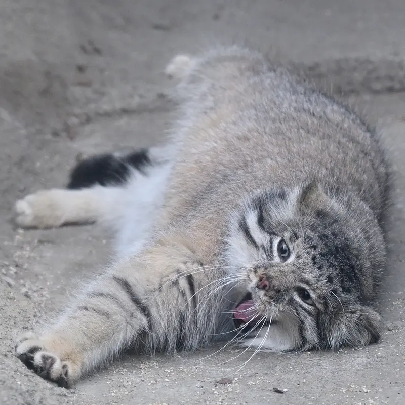 神戸どうぶつ王国のアズの写真
