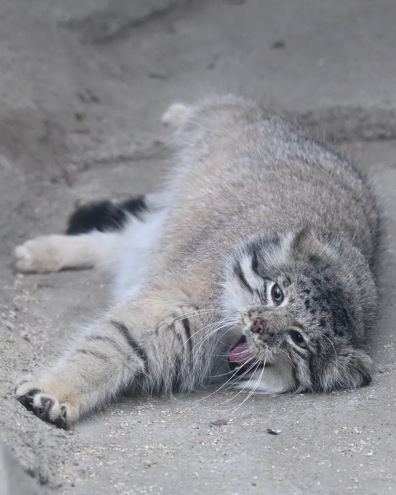 神戸どうぶつ王国のアズの写真