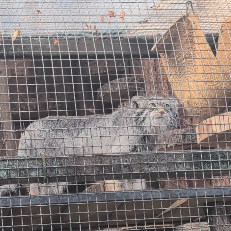 レニングラード動物園のシューの写真