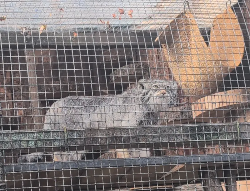 レニングラード動物園のシューの写真