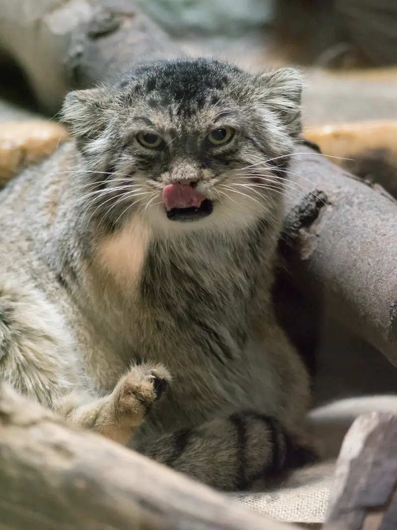 恩賜上野動物園のプリームラの写真