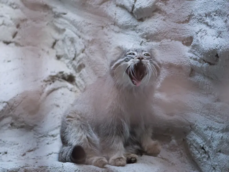 野毛山動物園のフィーガの写真