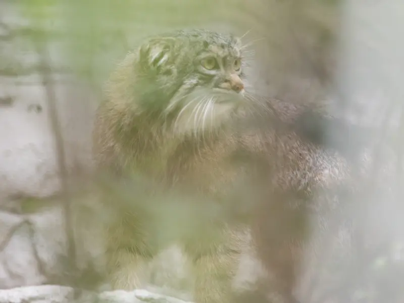 野毛山動物園のフィーガの写真