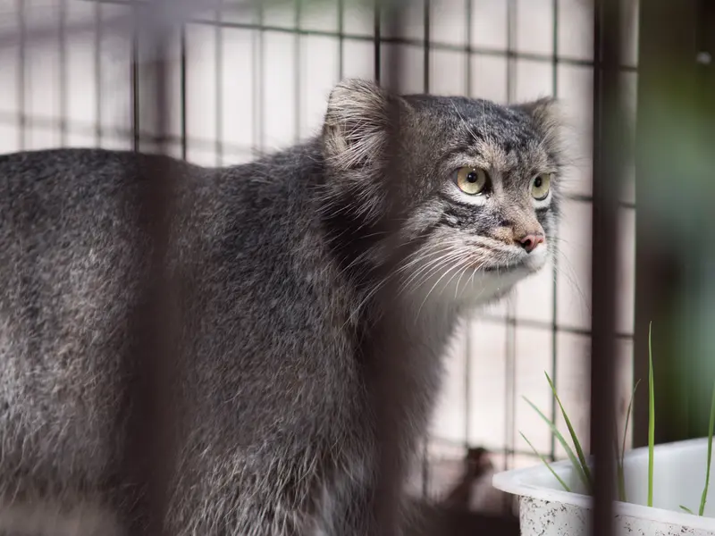野毛山動物園のフィーガの写真