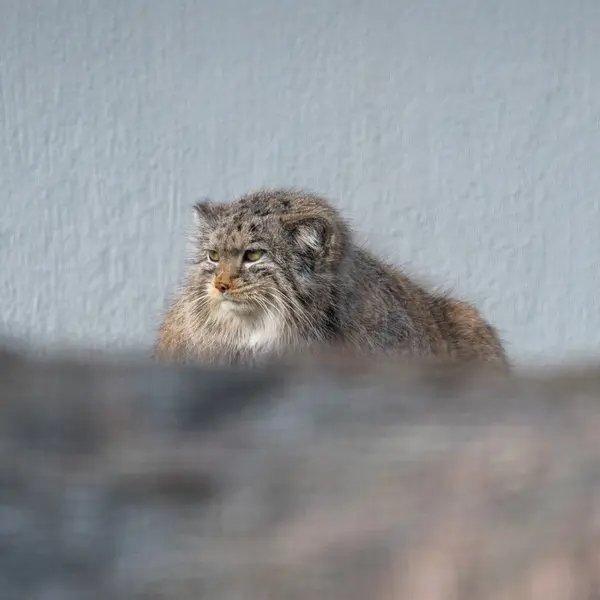 コルケアサーリ動物園のミミの写真