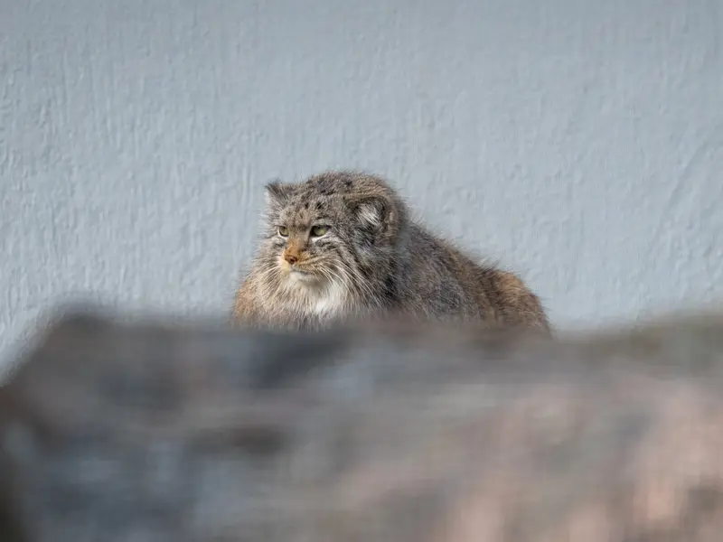 コルケアサーリ動物園のミミの写真