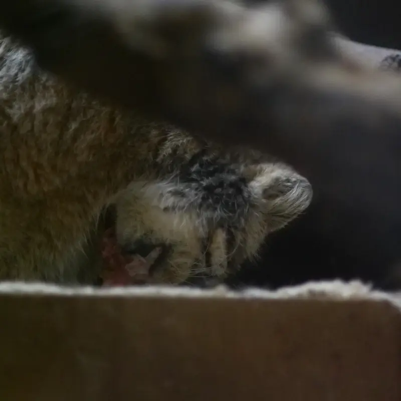 Ueno Zoological Gardensのプリームラの写真