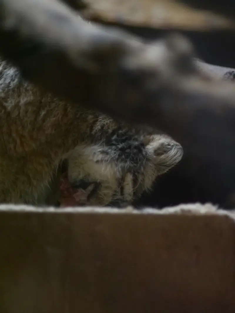 恩賜上野動物園のプリームラの写真