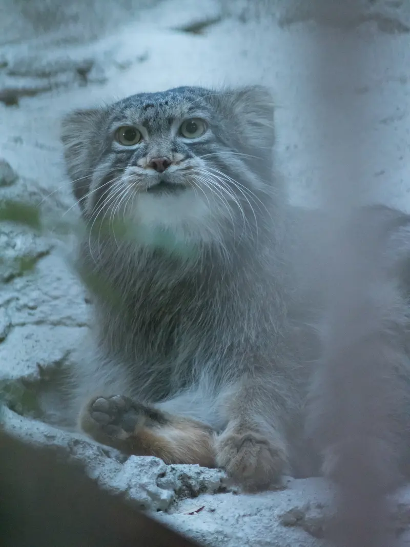 野毛山動物園のフィーガの写真