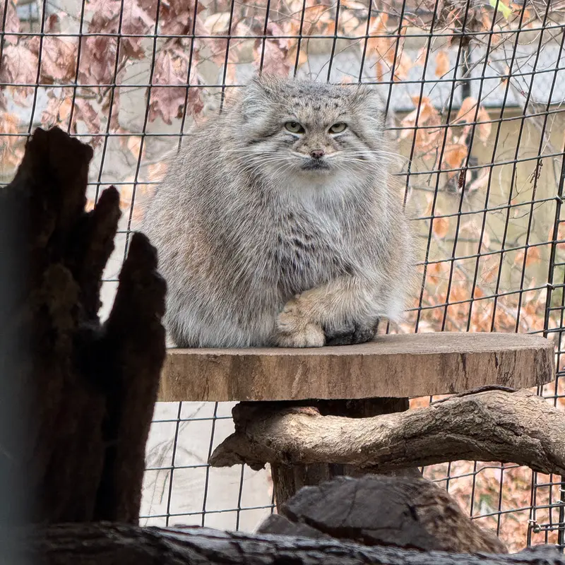 スミソニアン国立動物園のアカルの写真