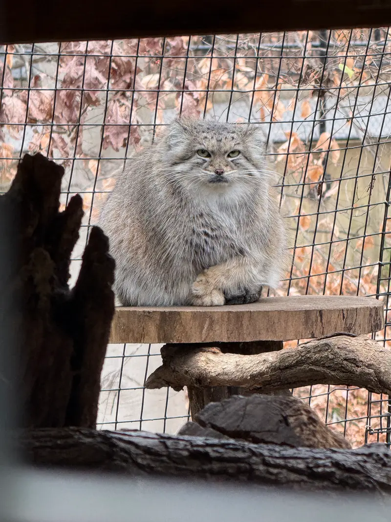 スミソニアン国立動物園のアカルの写真
