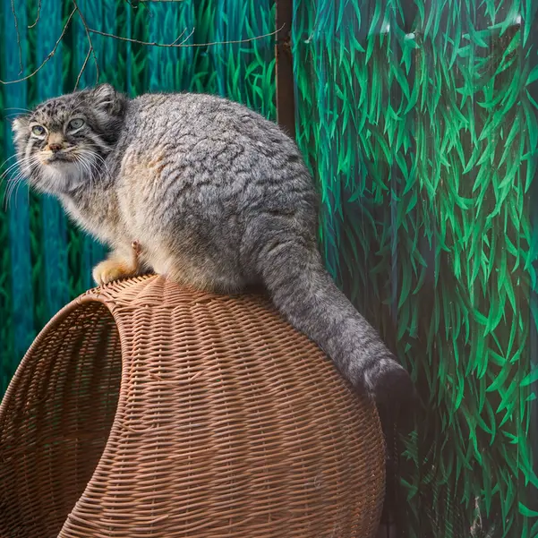 青海チベット高原野生動物園のスン・シャオメイの写真