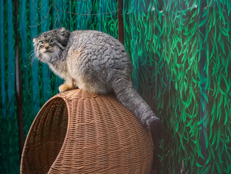 青海チベット高原野生動物園のスン・シャオメイの写真