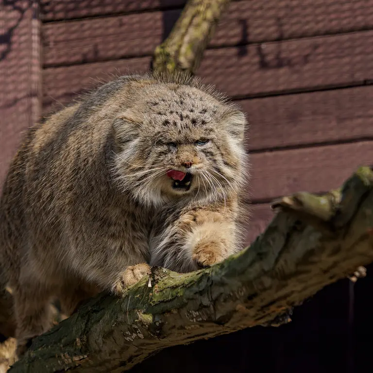 ブルノ動物園のムズタウの写真