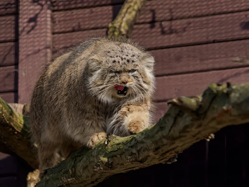 ブルノ動物園のムズタウの写真
