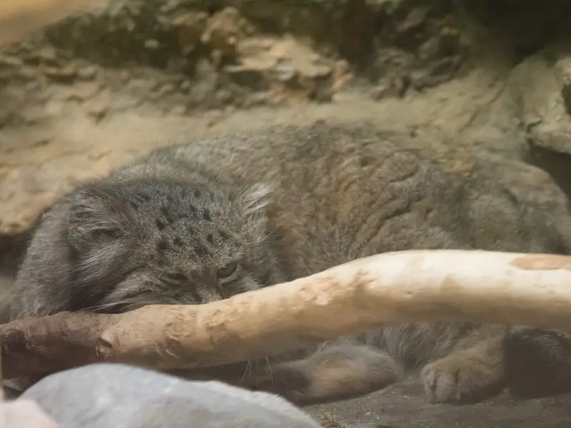恩賜上野動物園のクリョンの写真
