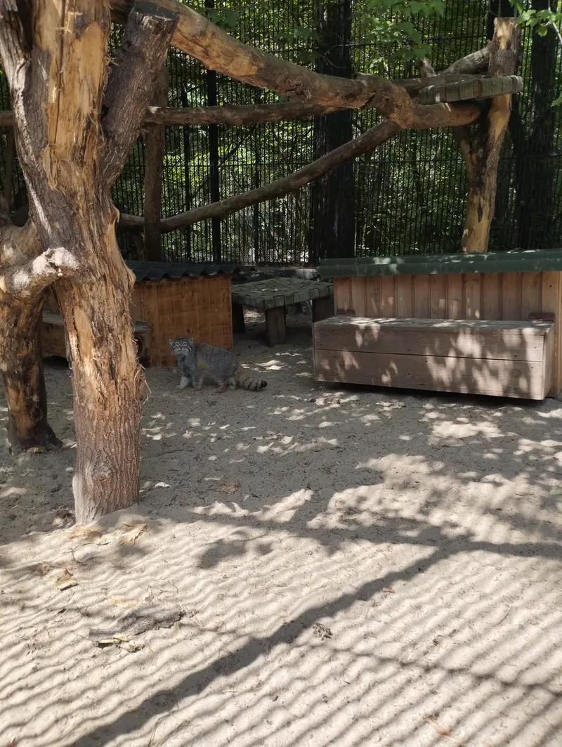 ノヴォシビルスク動物園のマヌルネコの写真