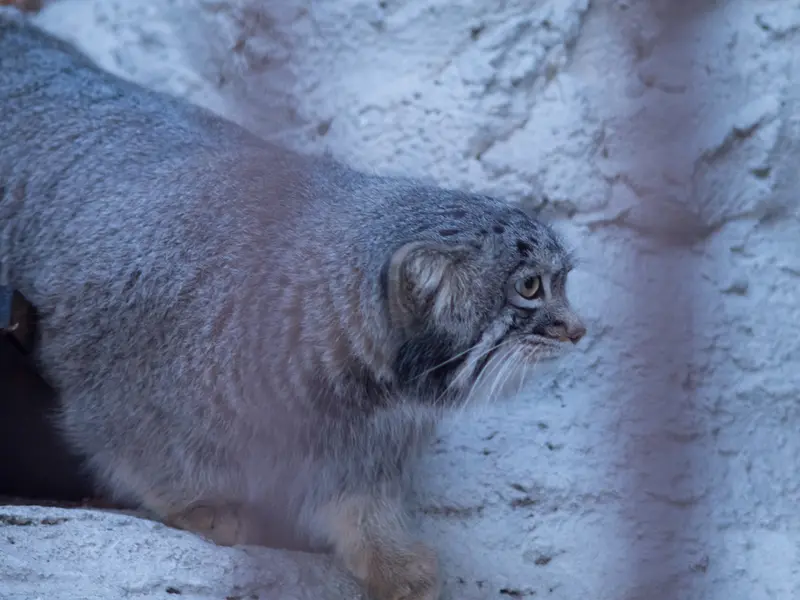 野毛山動物園のフィーガの写真