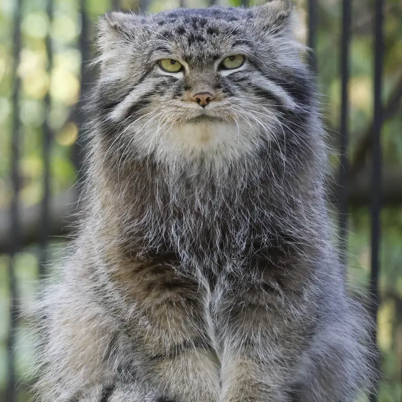 ノヴォシビルスク動物園のシルヴェスターの写真