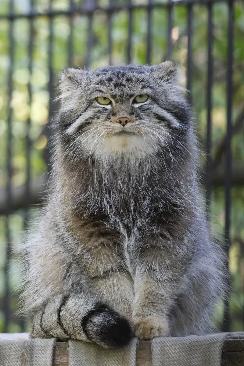 ノヴォシビルスク動物園のマヌルネコの写真